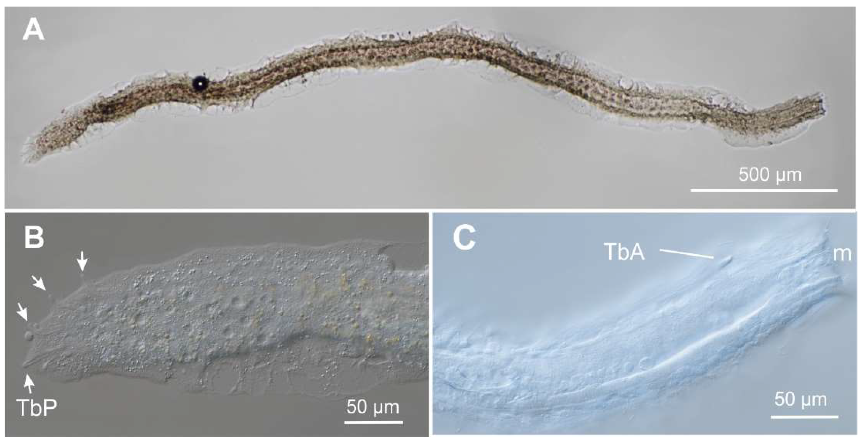 Preprints 140132 g002