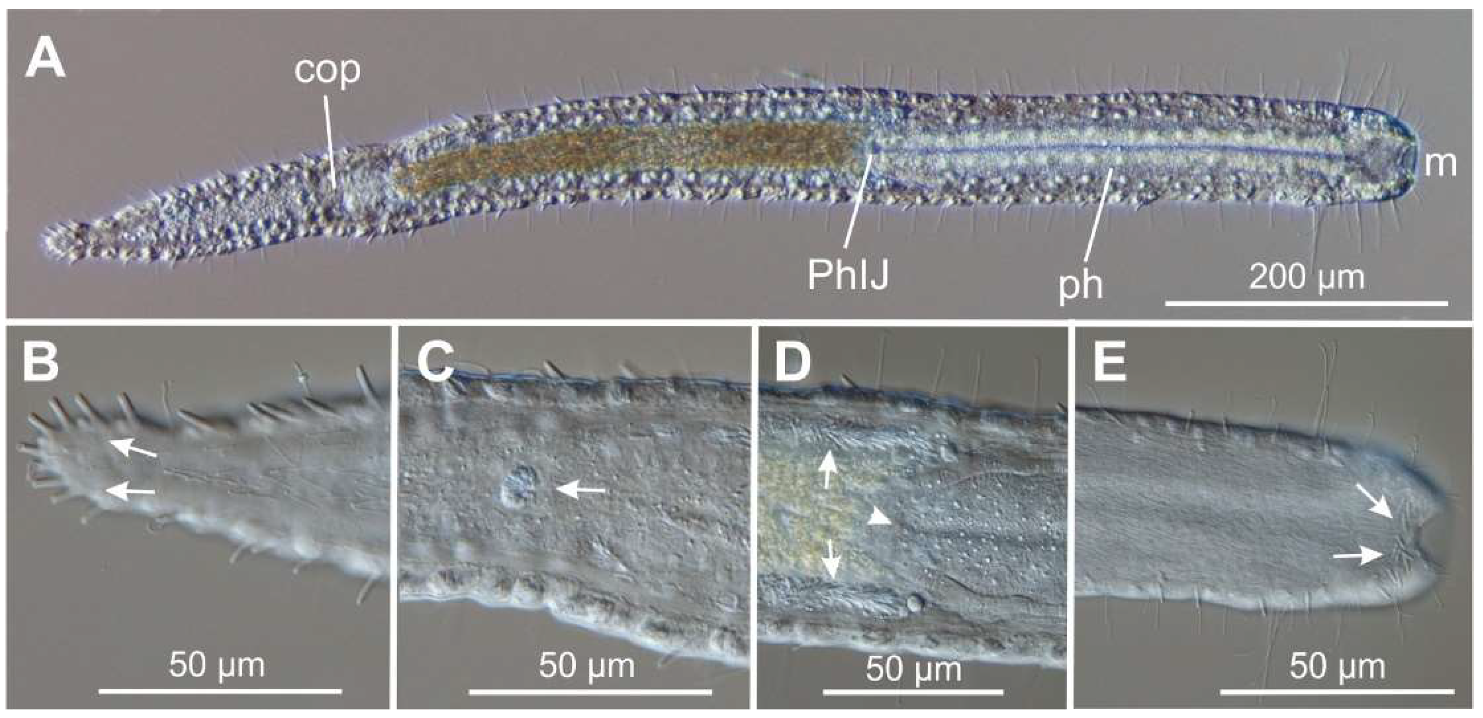 Preprints 140132 g003