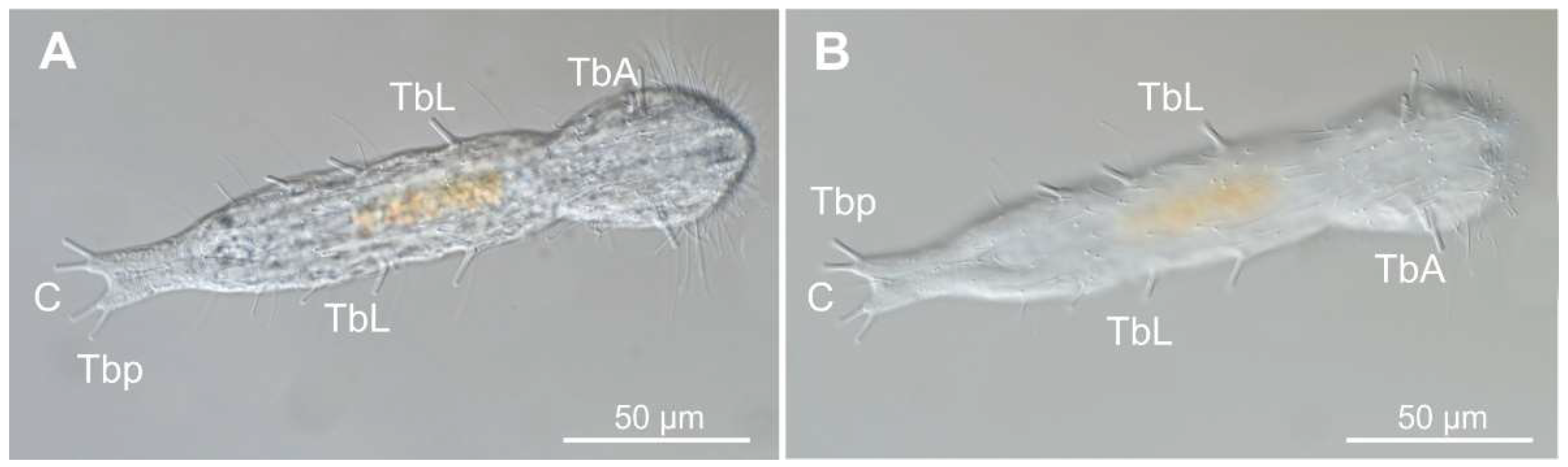 Preprints 140132 g004