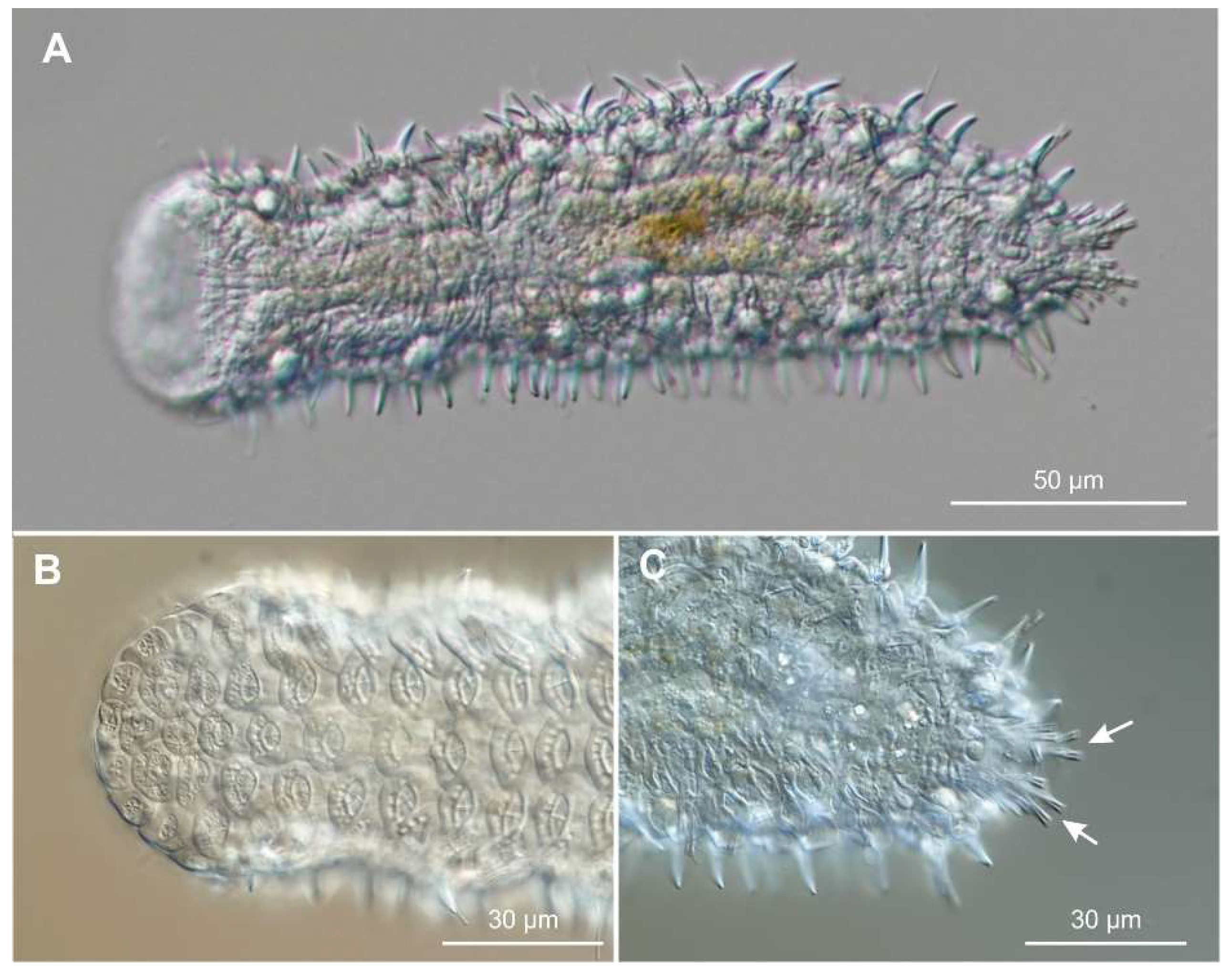 Preprints 140132 g008