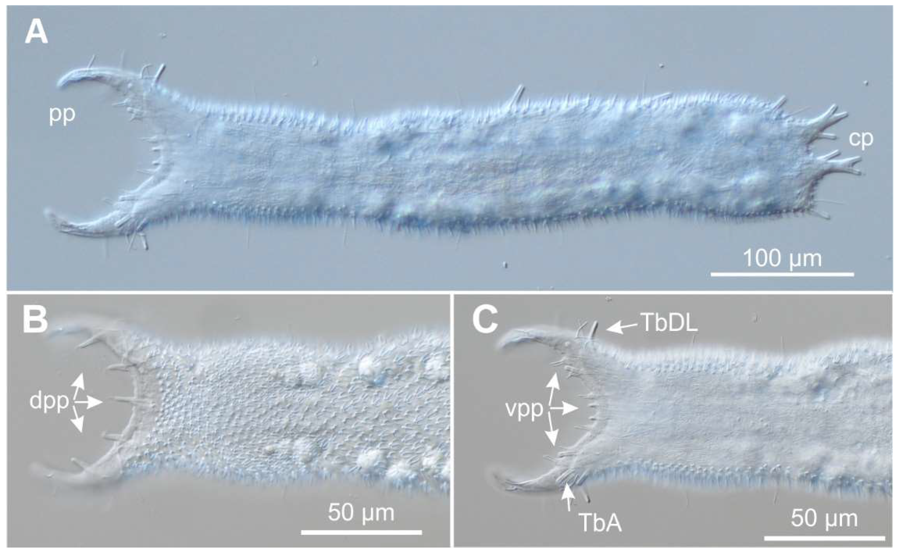 Preprints 140132 g009