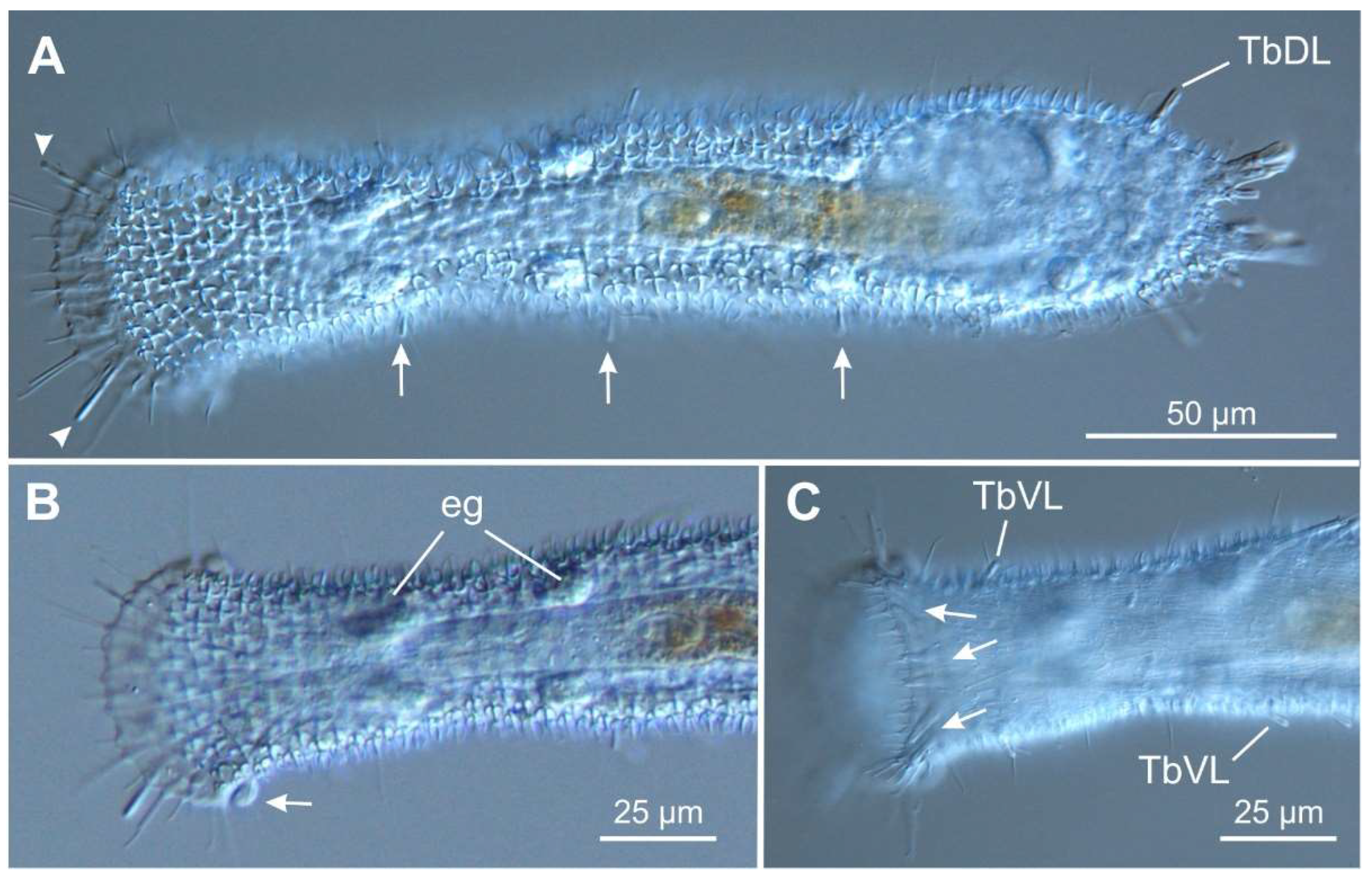 Preprints 140132 g010