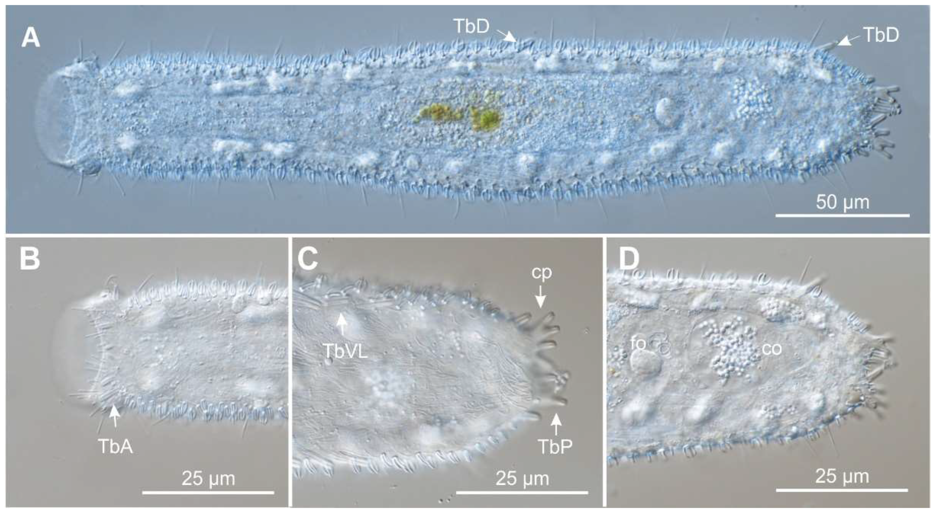 Preprints 140132 g011