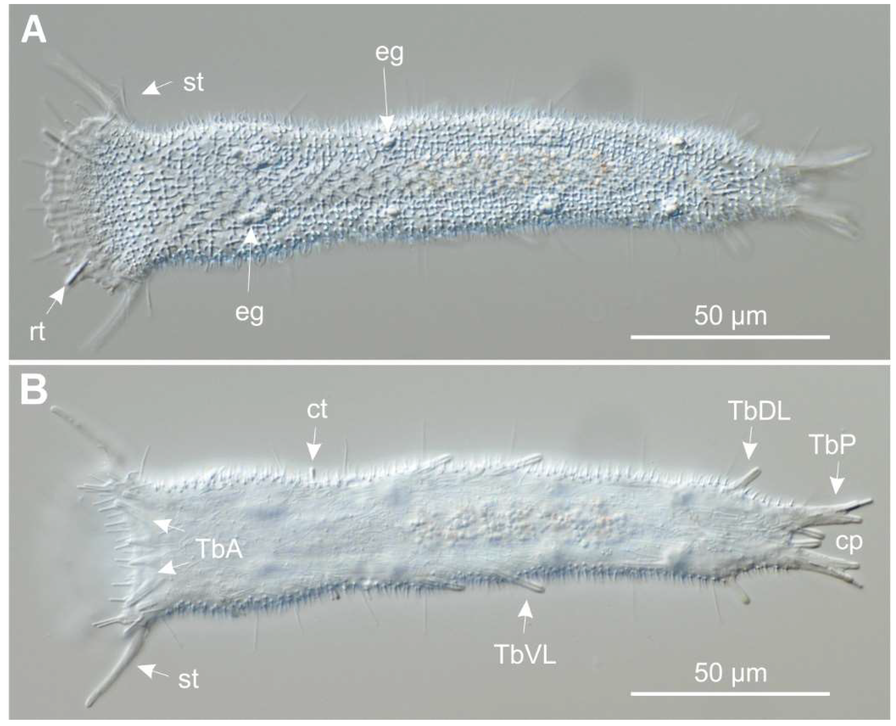 Preprints 140132 g012