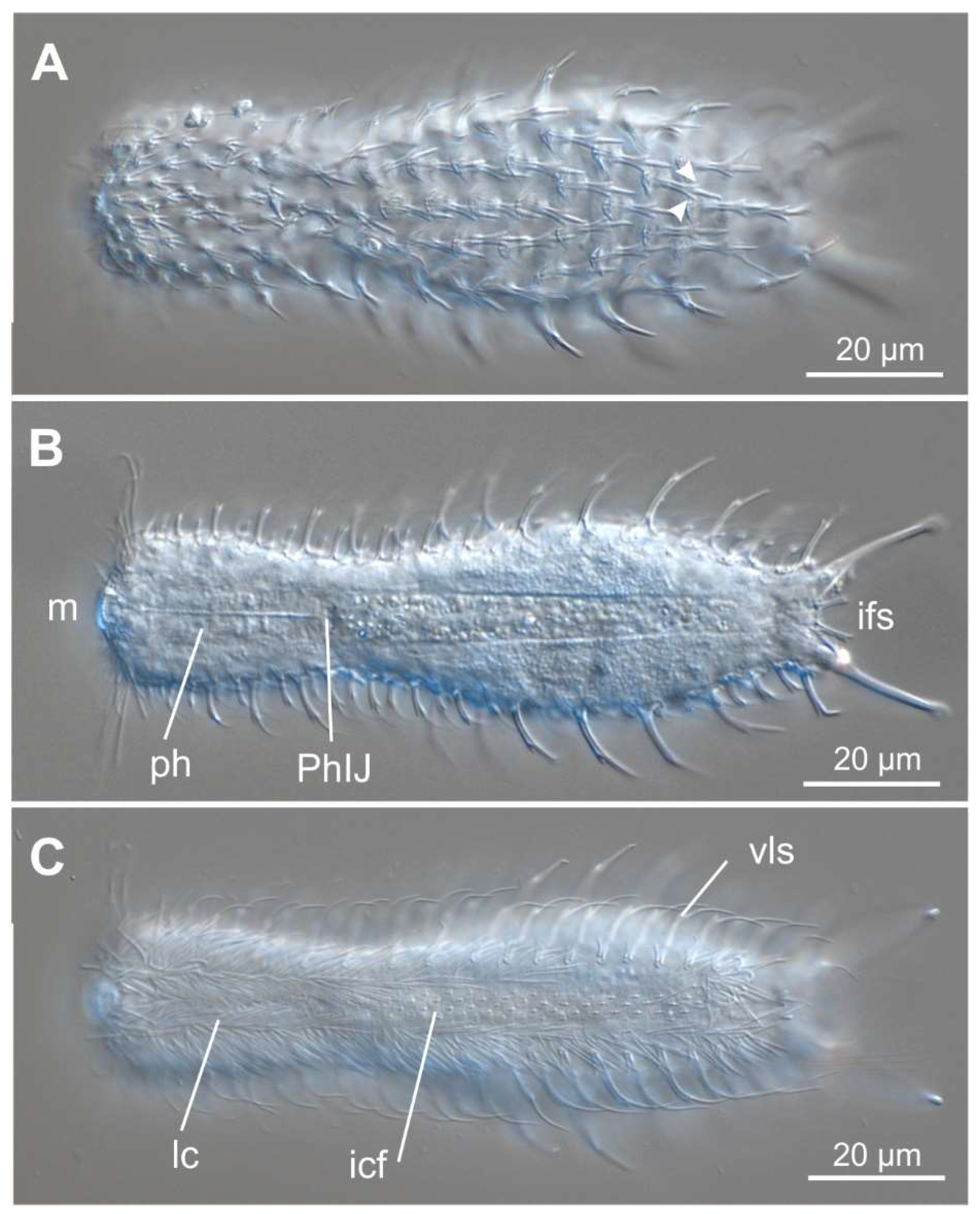 Preprints 140132 g017