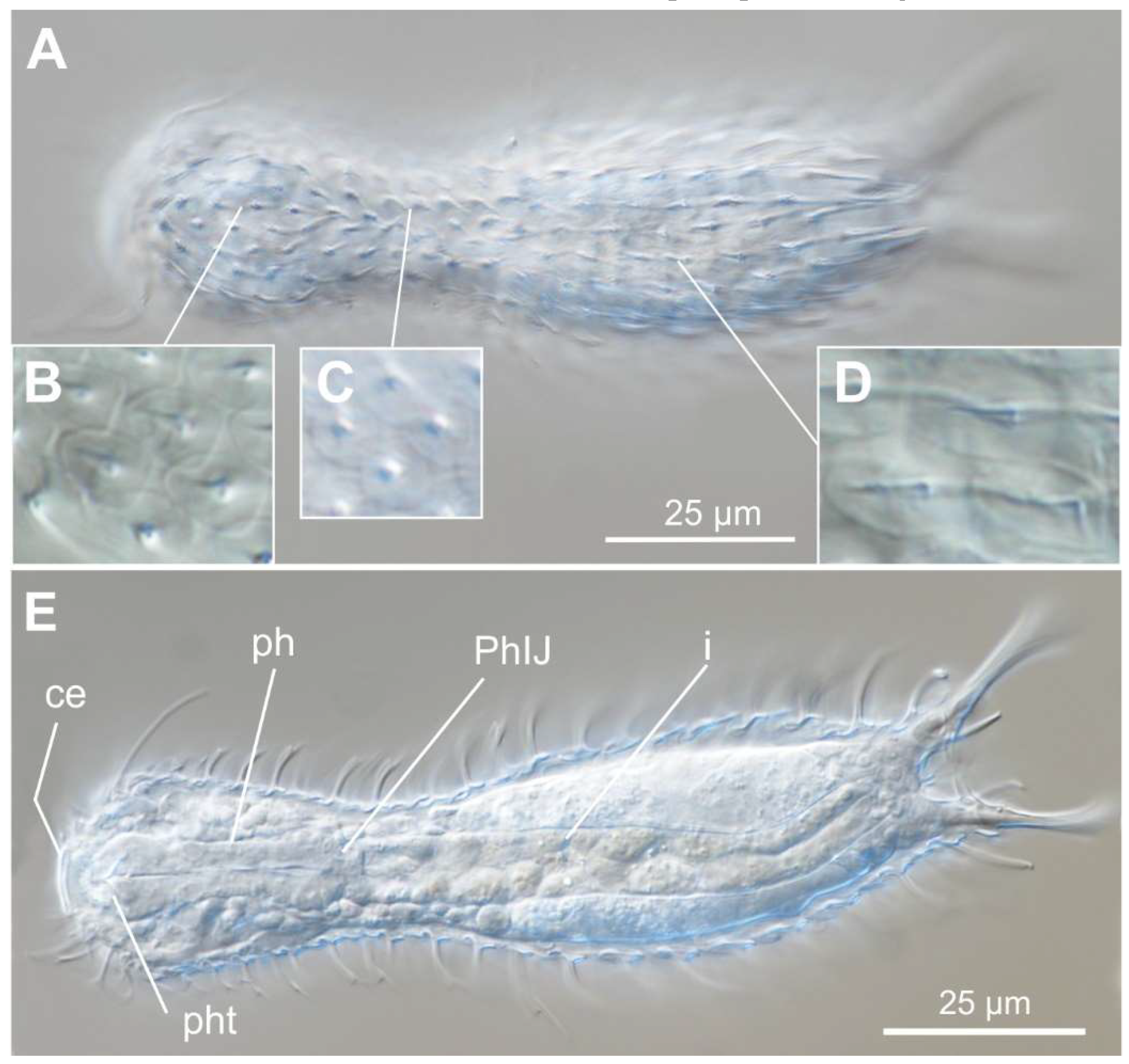 Preprints 140132 g020