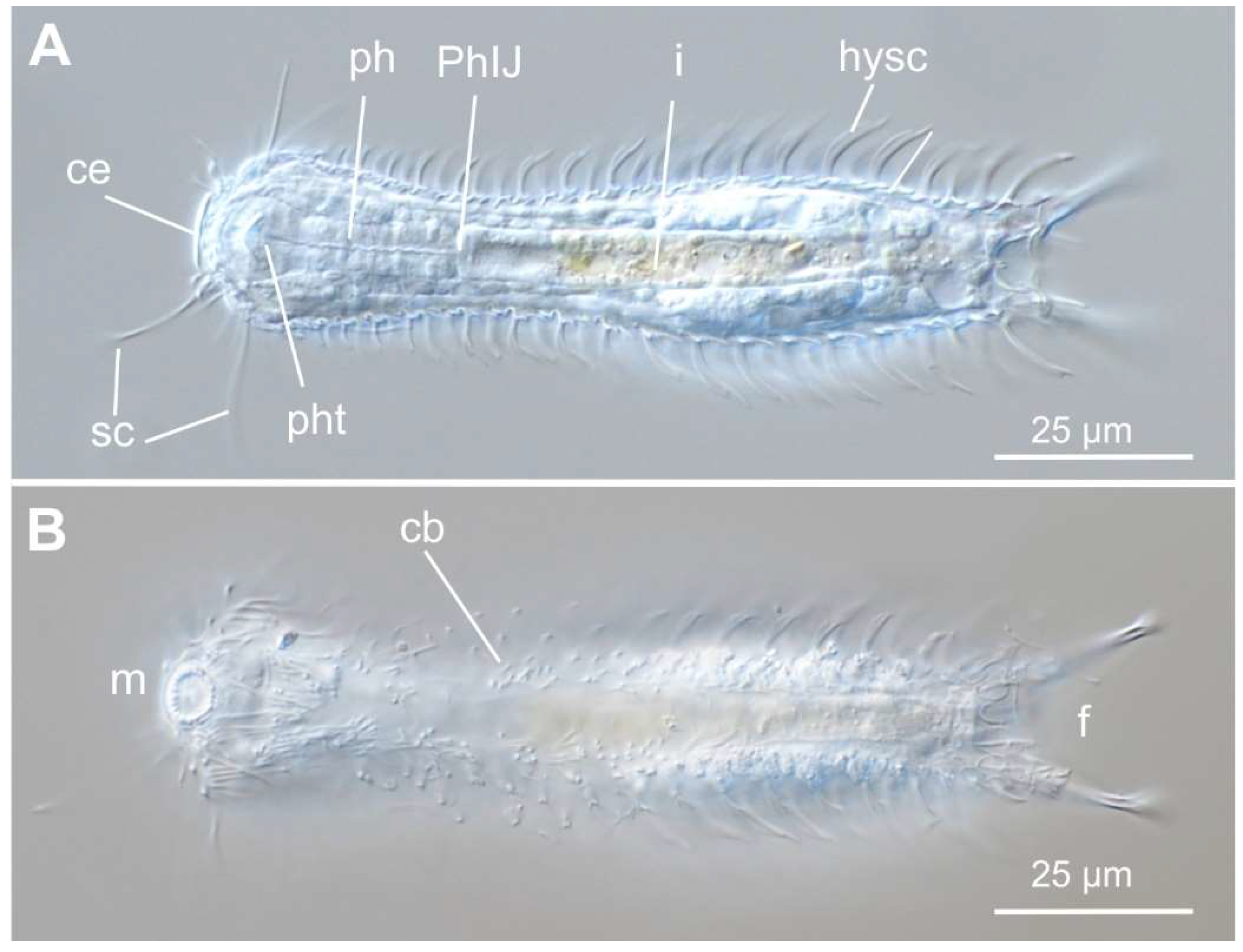 Preprints 140132 g021