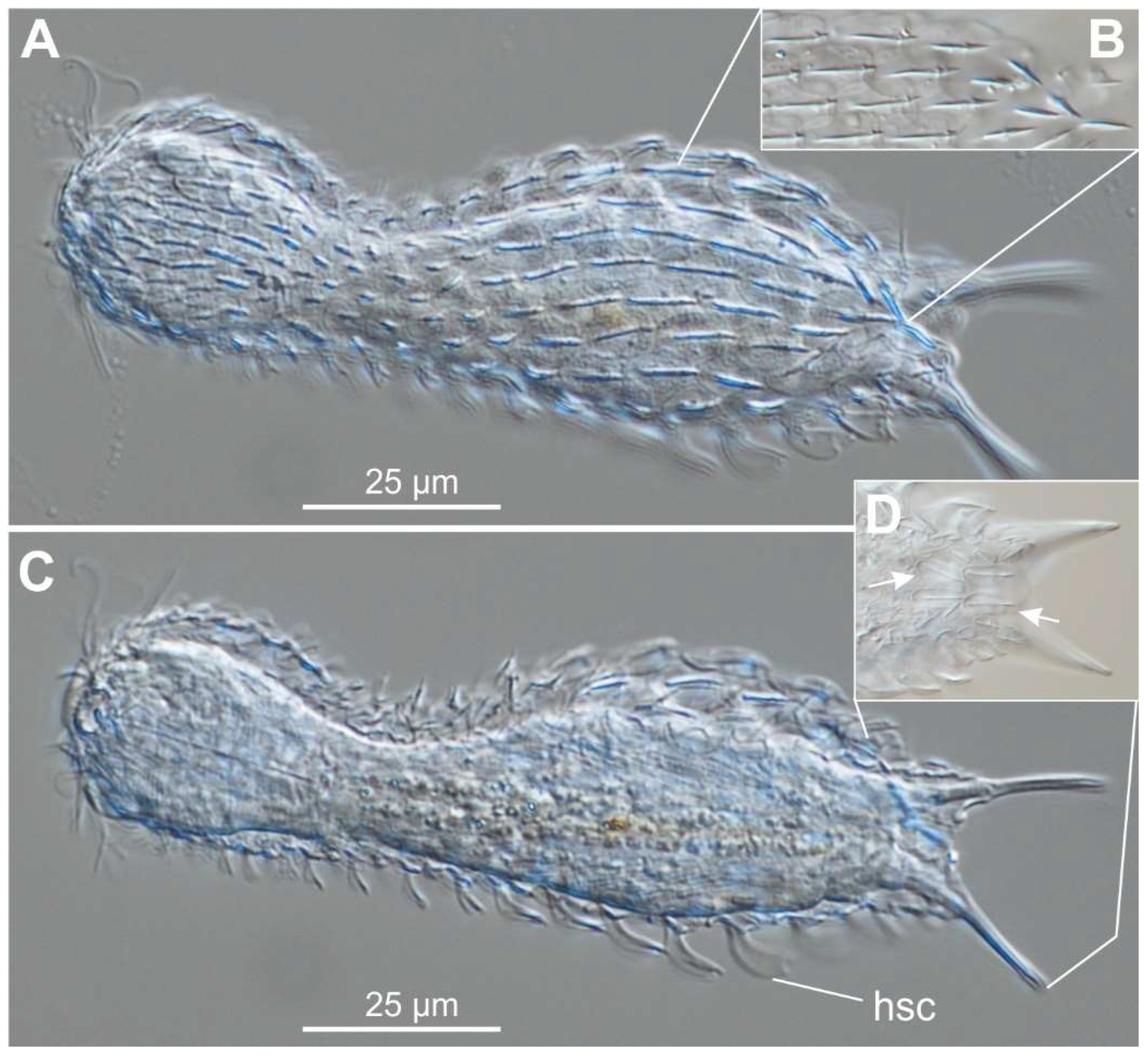 Preprints 140132 g022