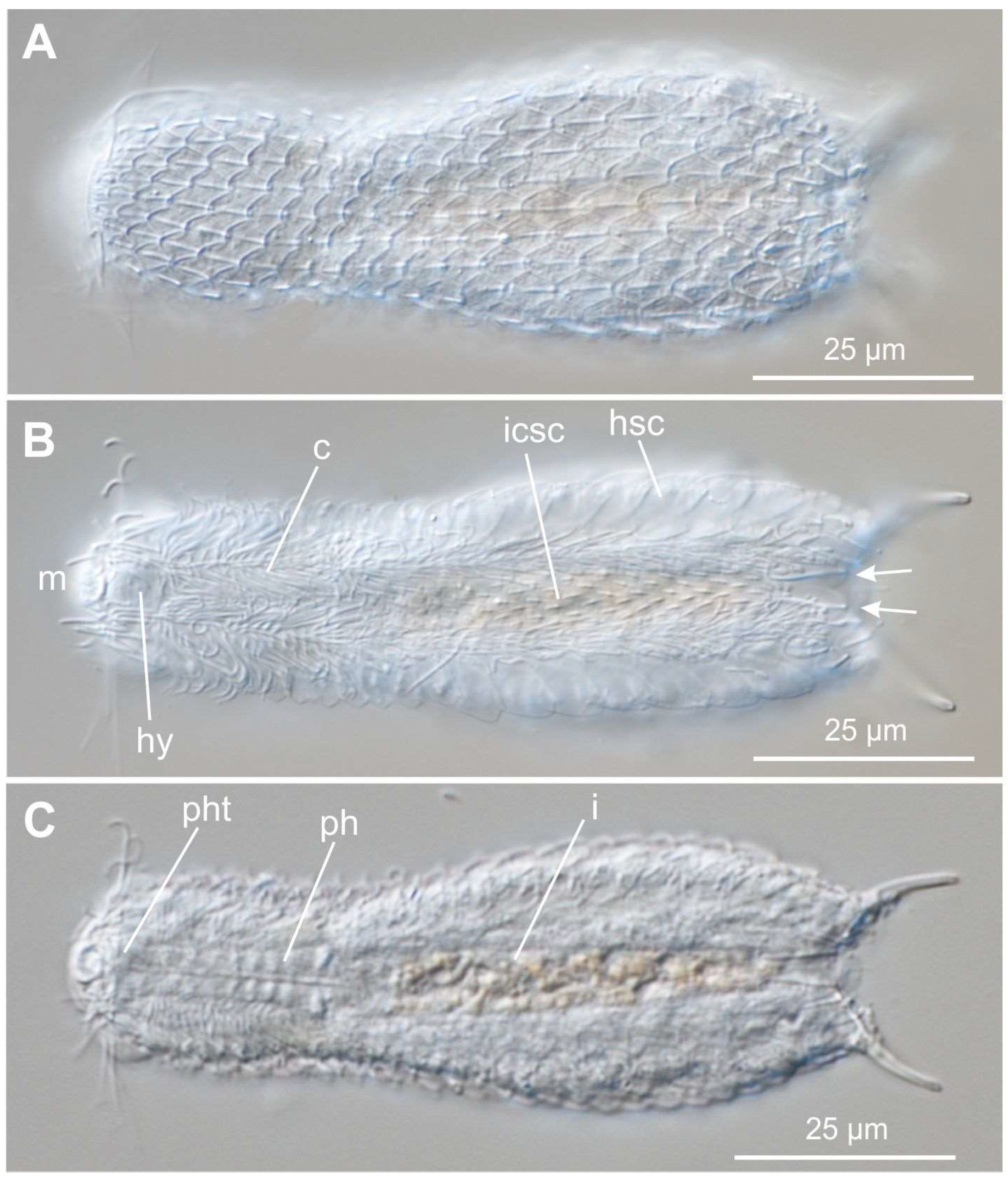 Preprints 140132 g024