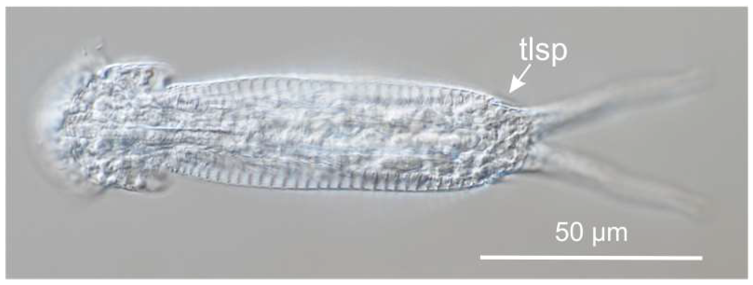 Preprints 140132 g025