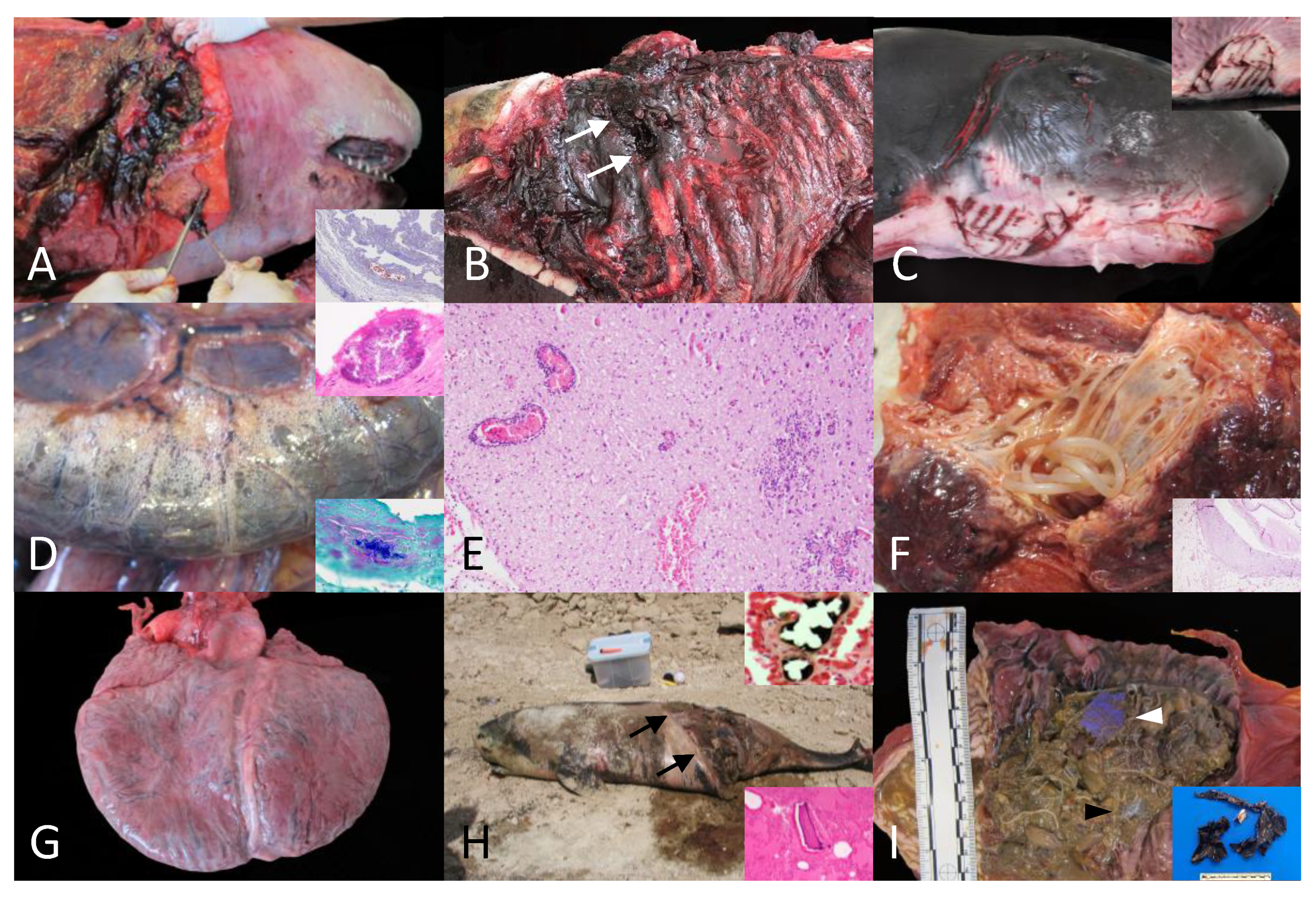Preprints 194472 g001