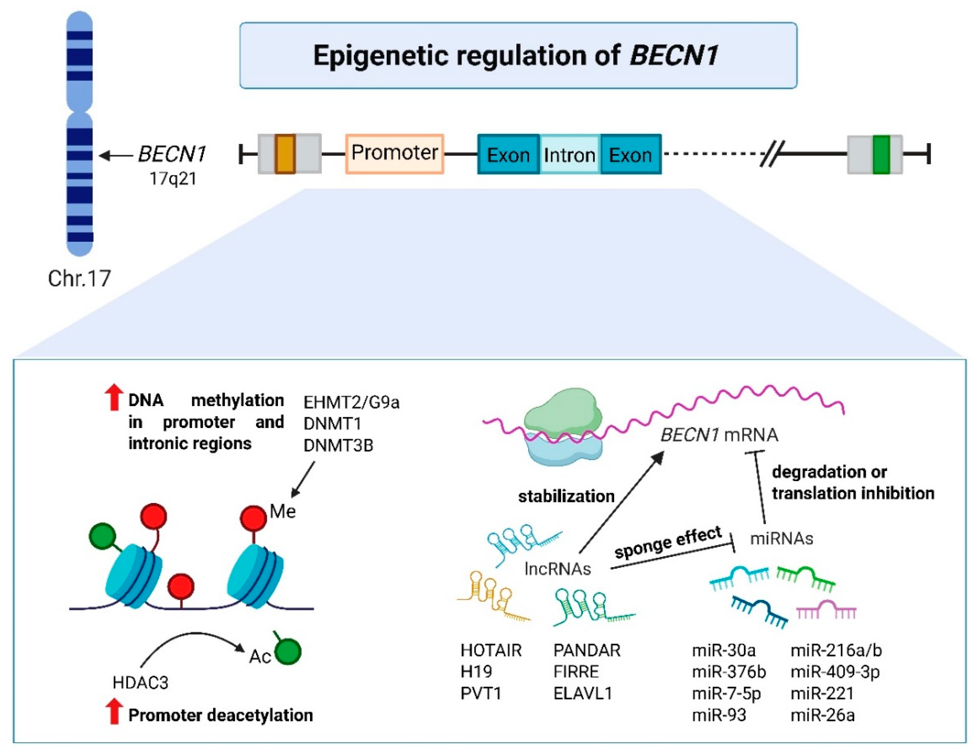 Preprints 170024 g003