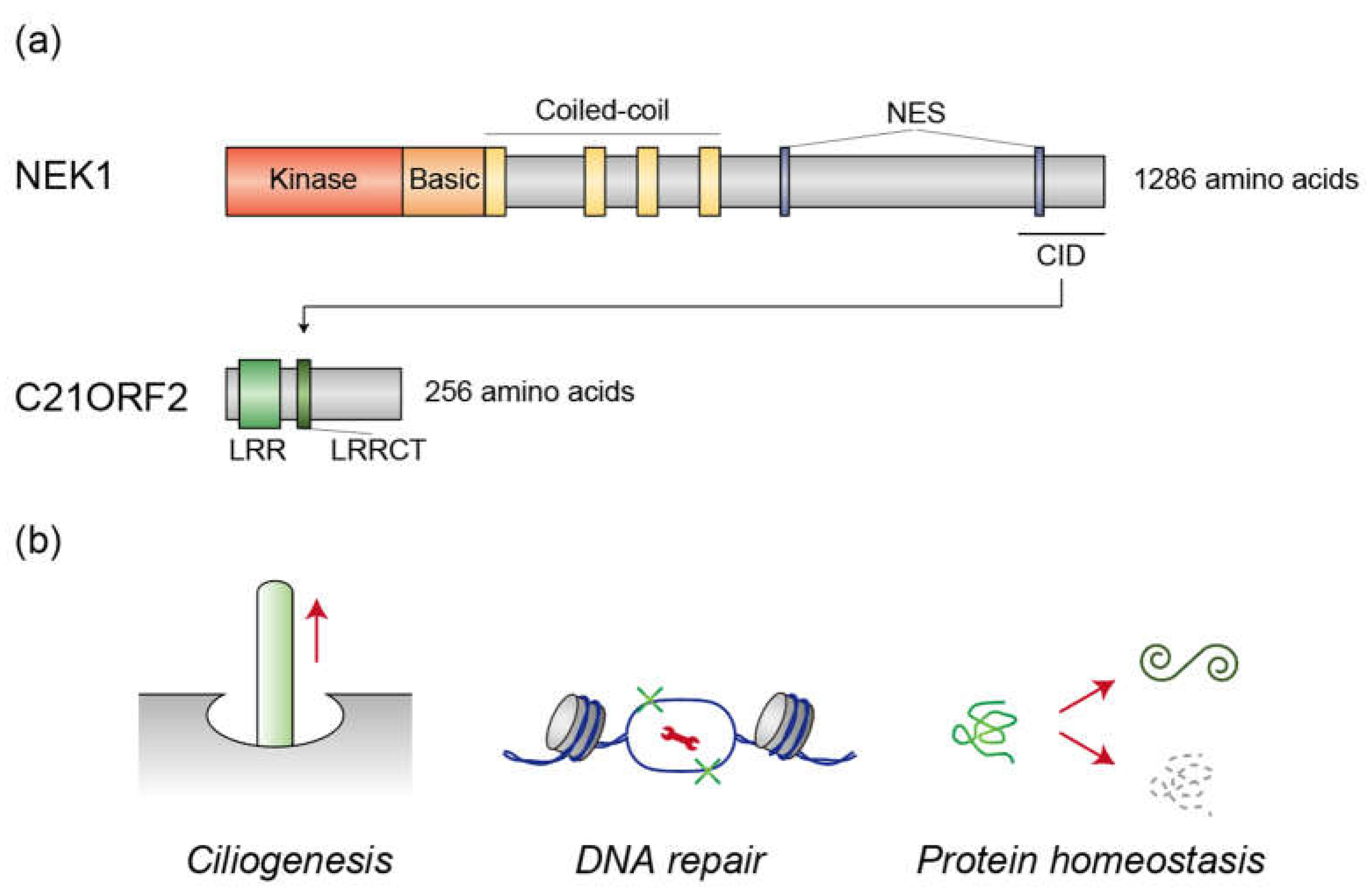 Preprints 152576 g001