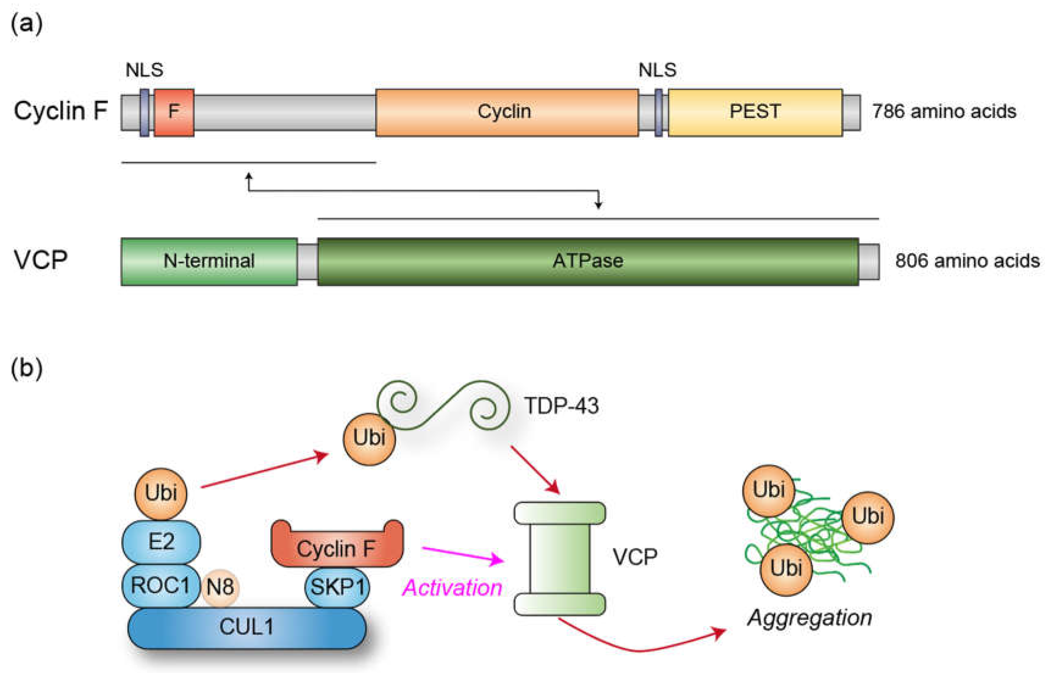 Preprints 152576 g002