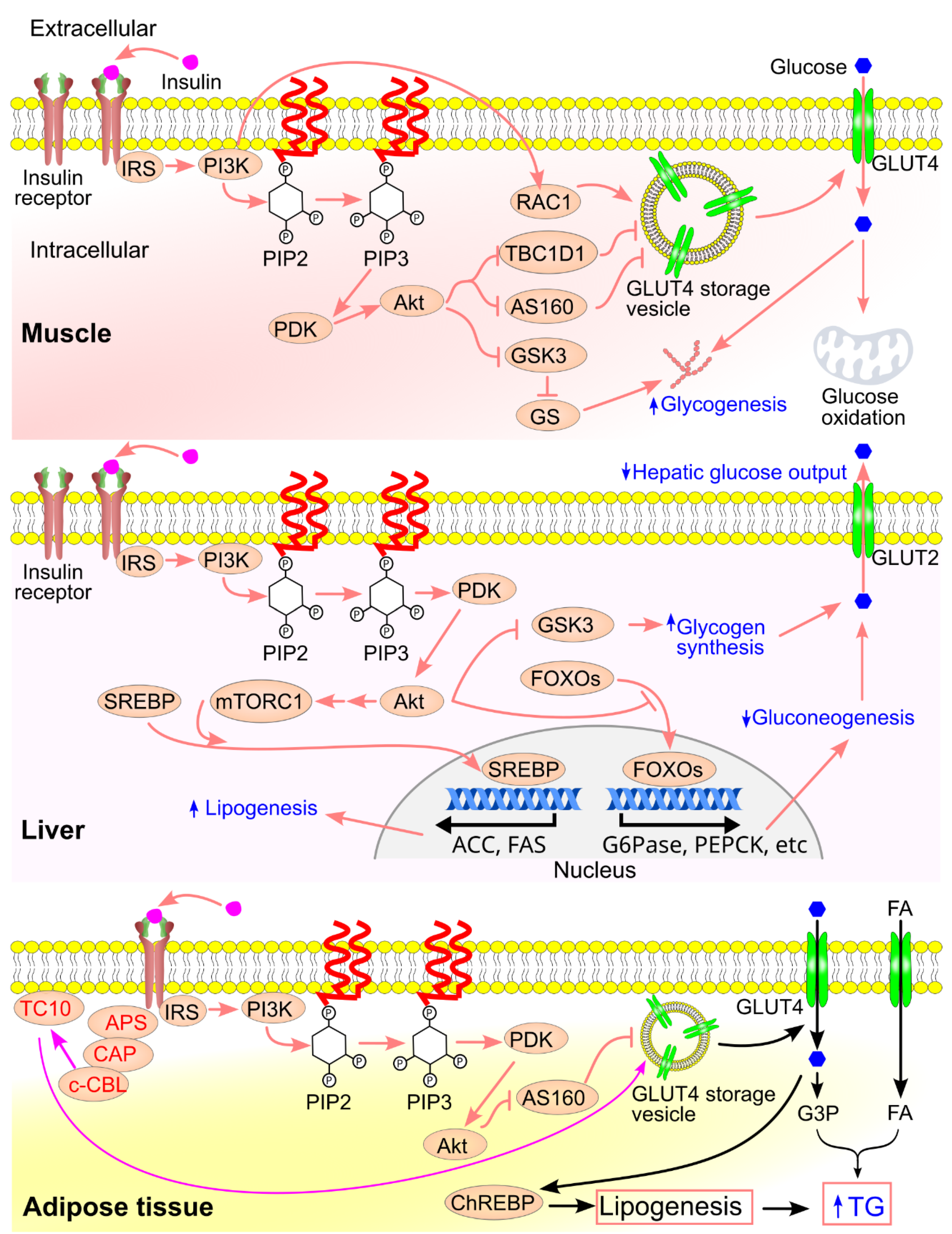 Preprints 174684 g014