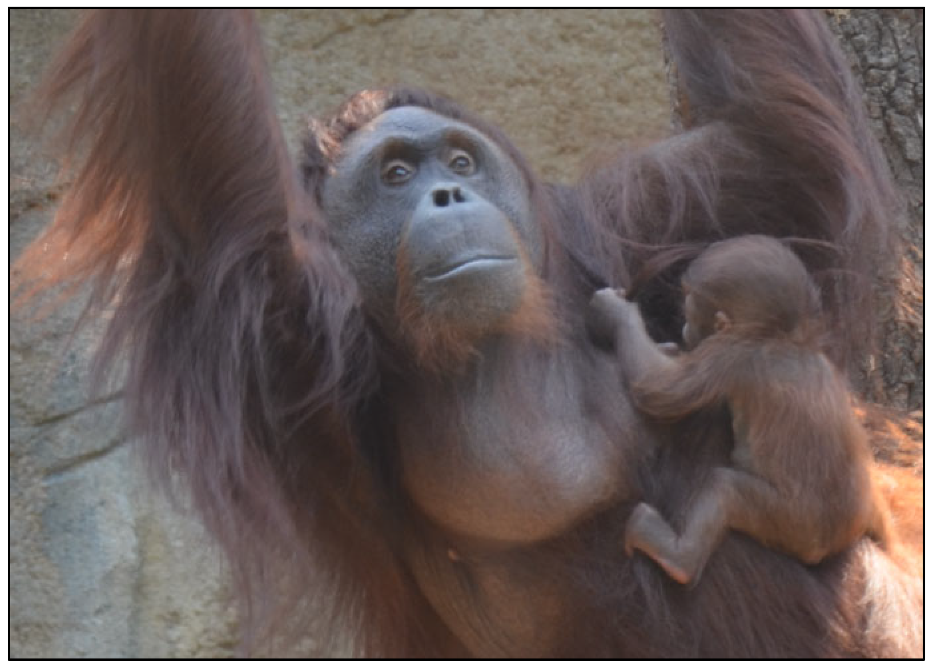 Preprints 158403 g001