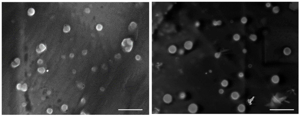 Preprints 220747 g008 Preprints 220747 g008