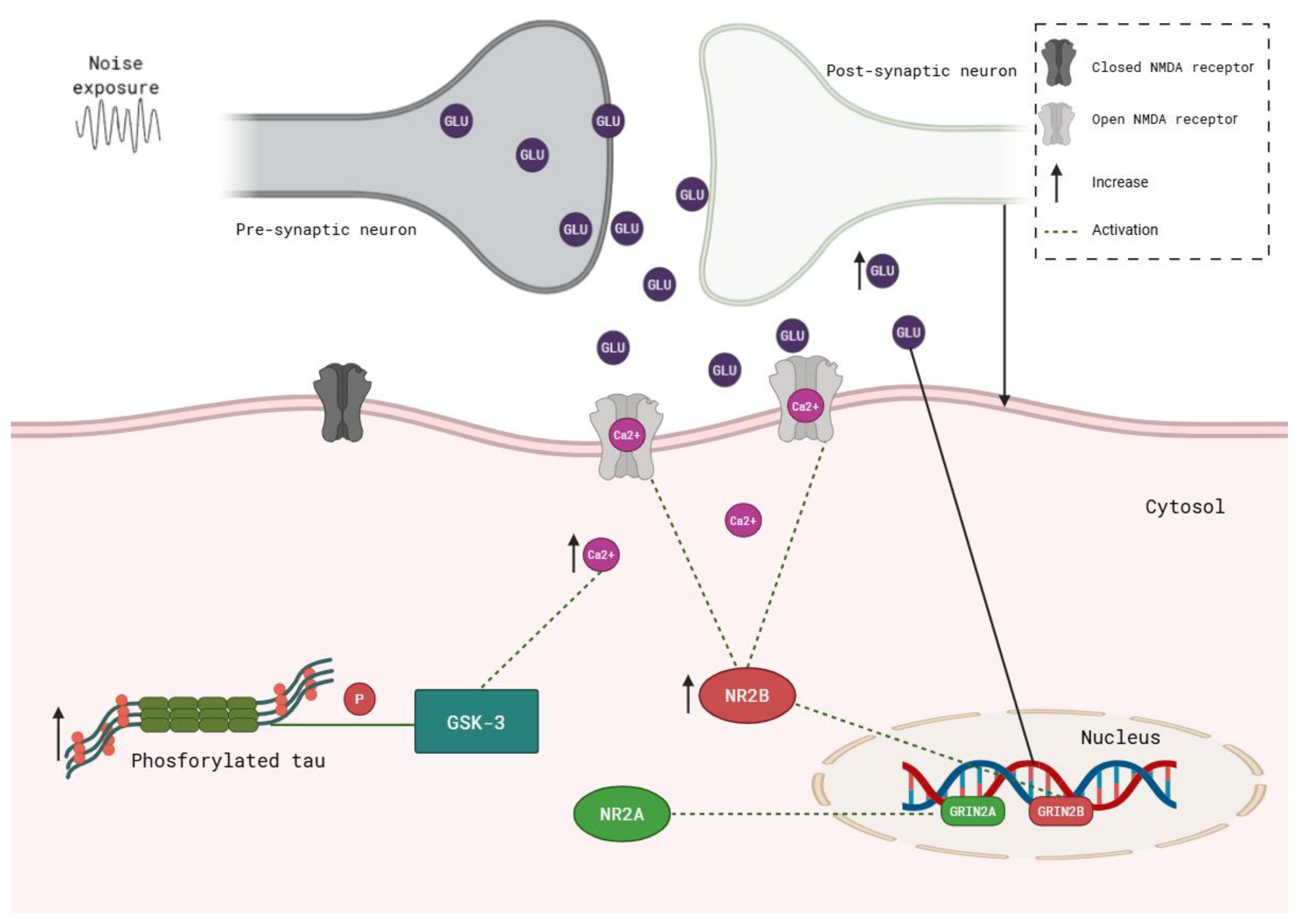 Structural and Functional Brain Alterations Induced by
