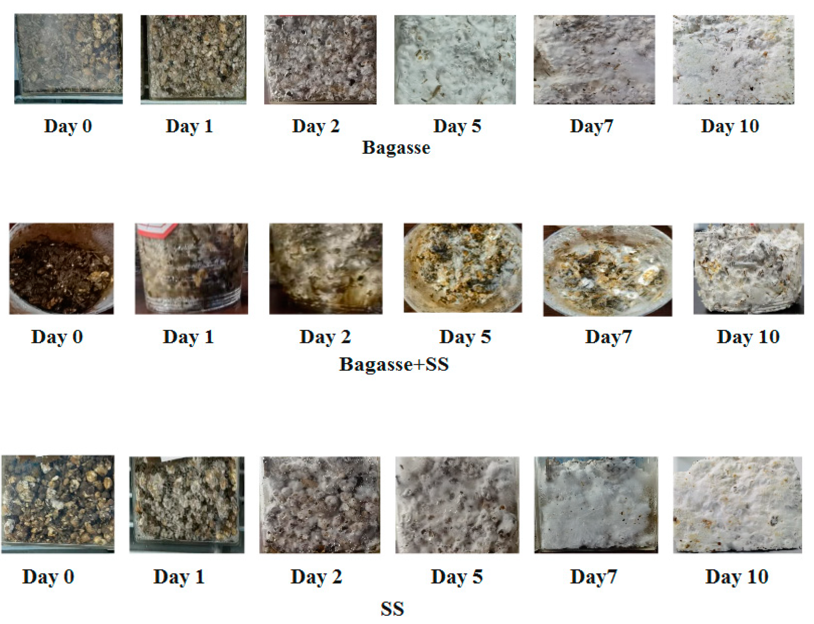 Preprints 145048 g003