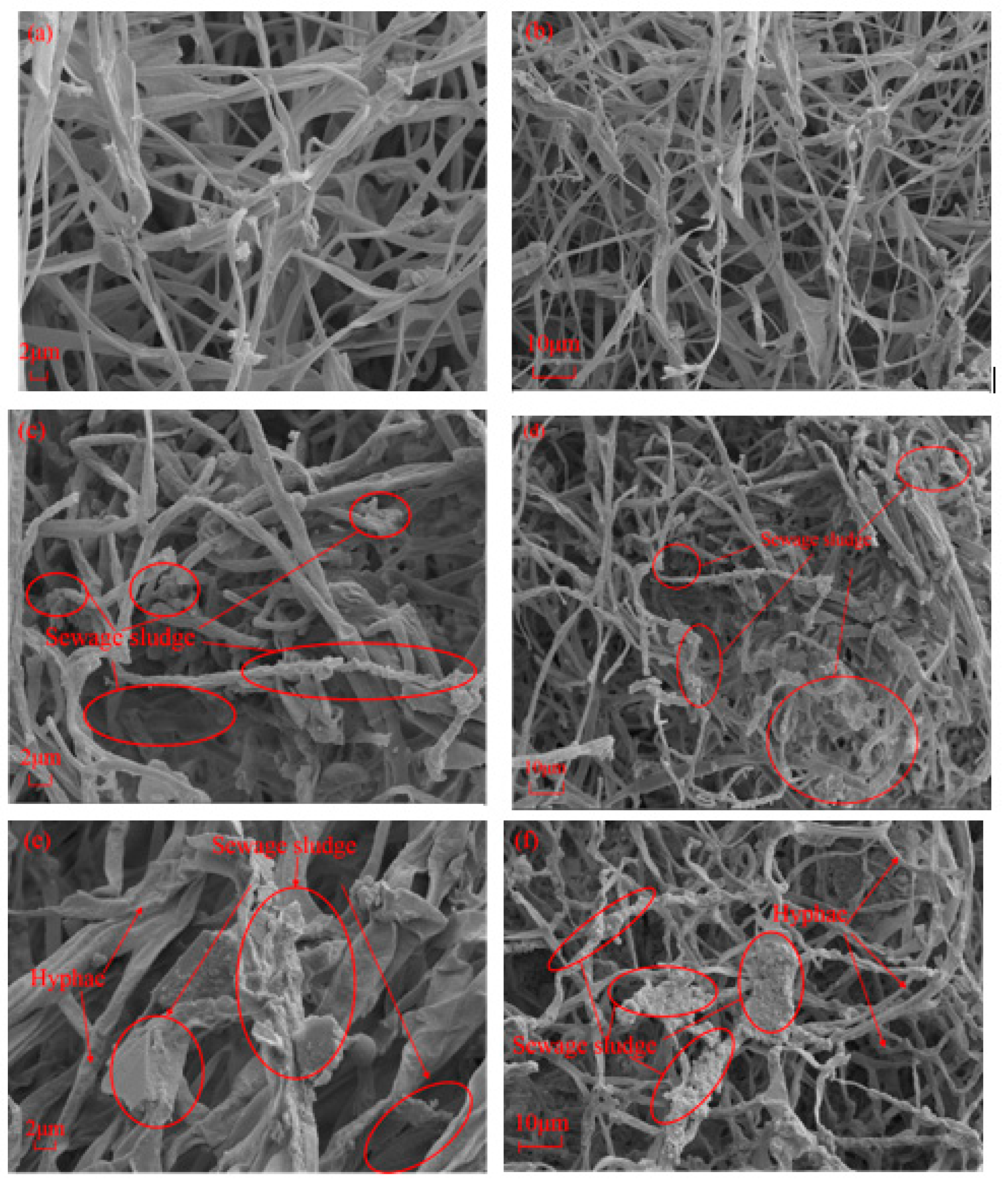 Preprints 145048 g009