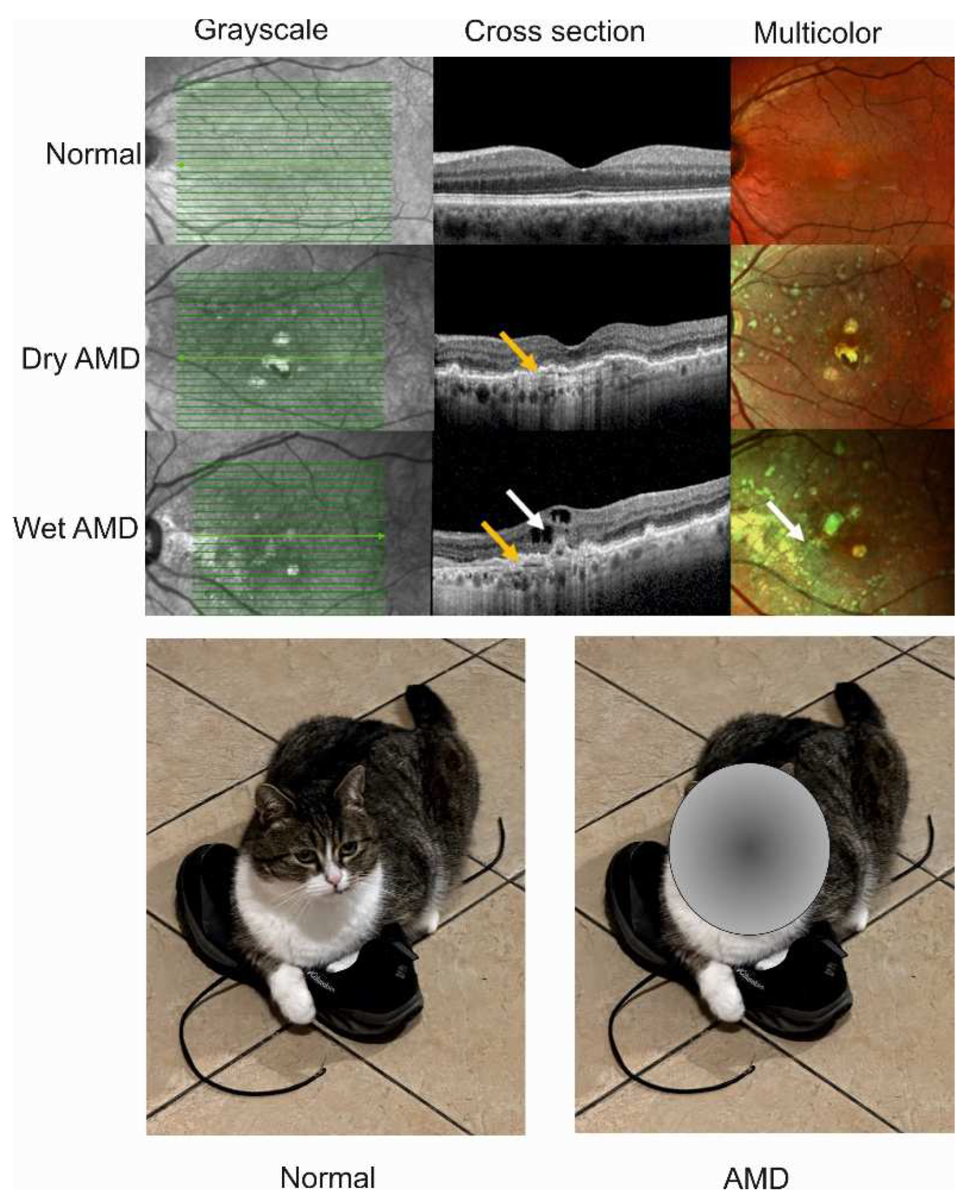 Preprints 96920 g001