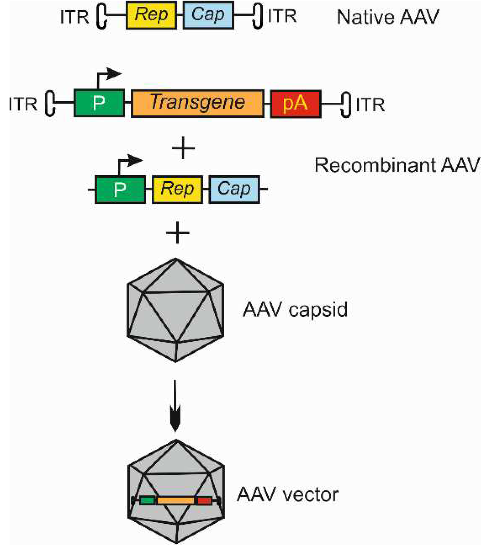 Preprints 96920 g002