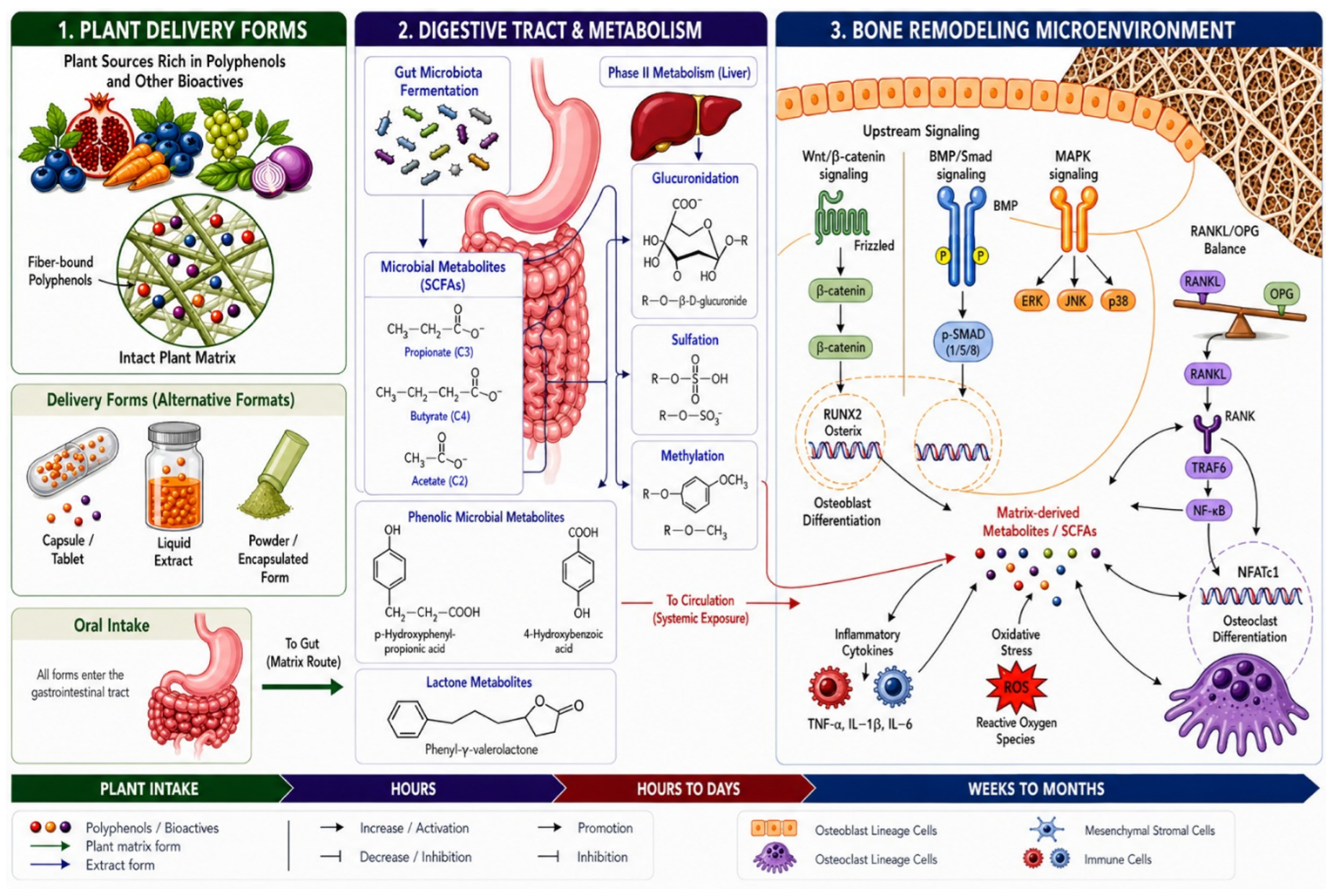 Plant Transformation States and Exposure Architecture: A