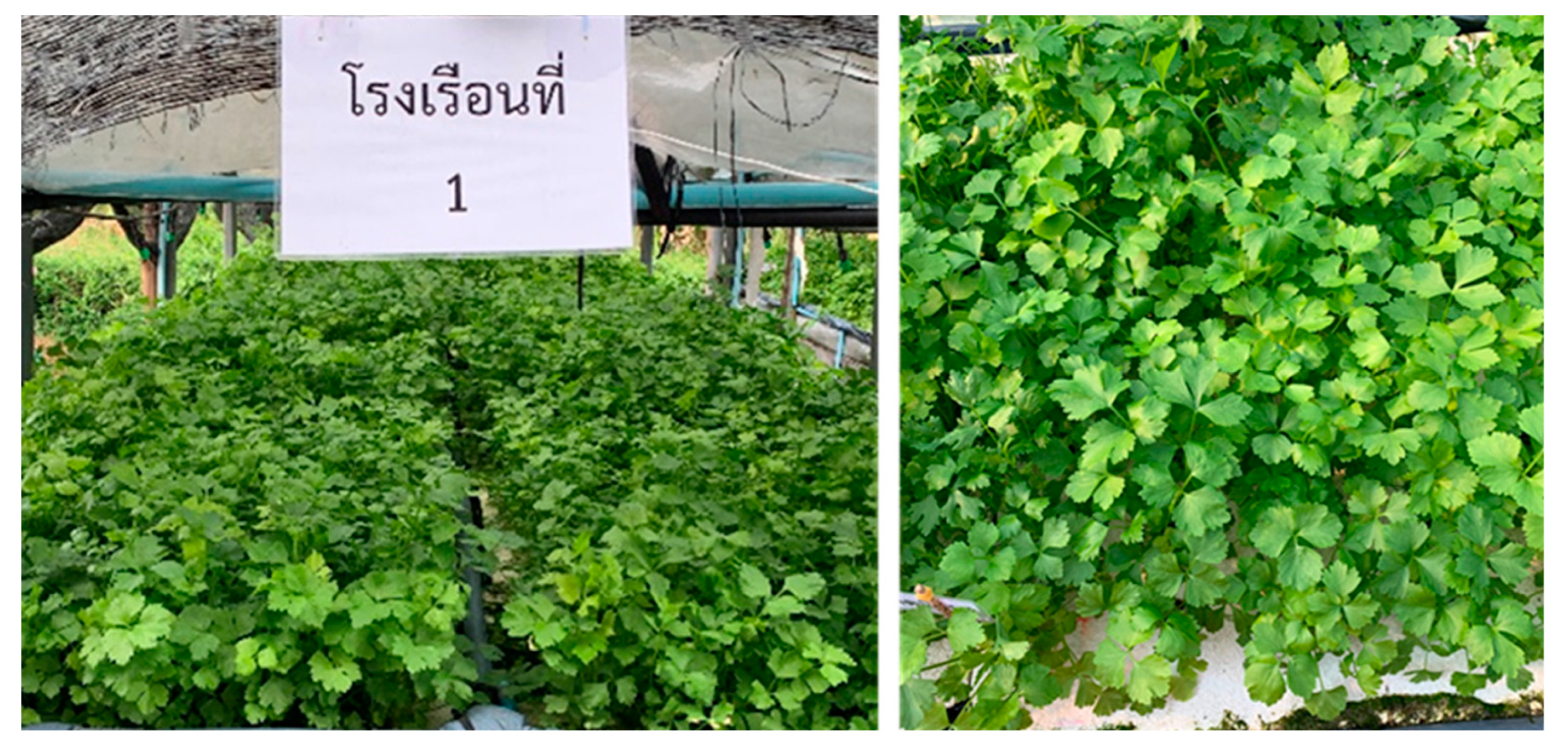 Preprints 107459 g010a