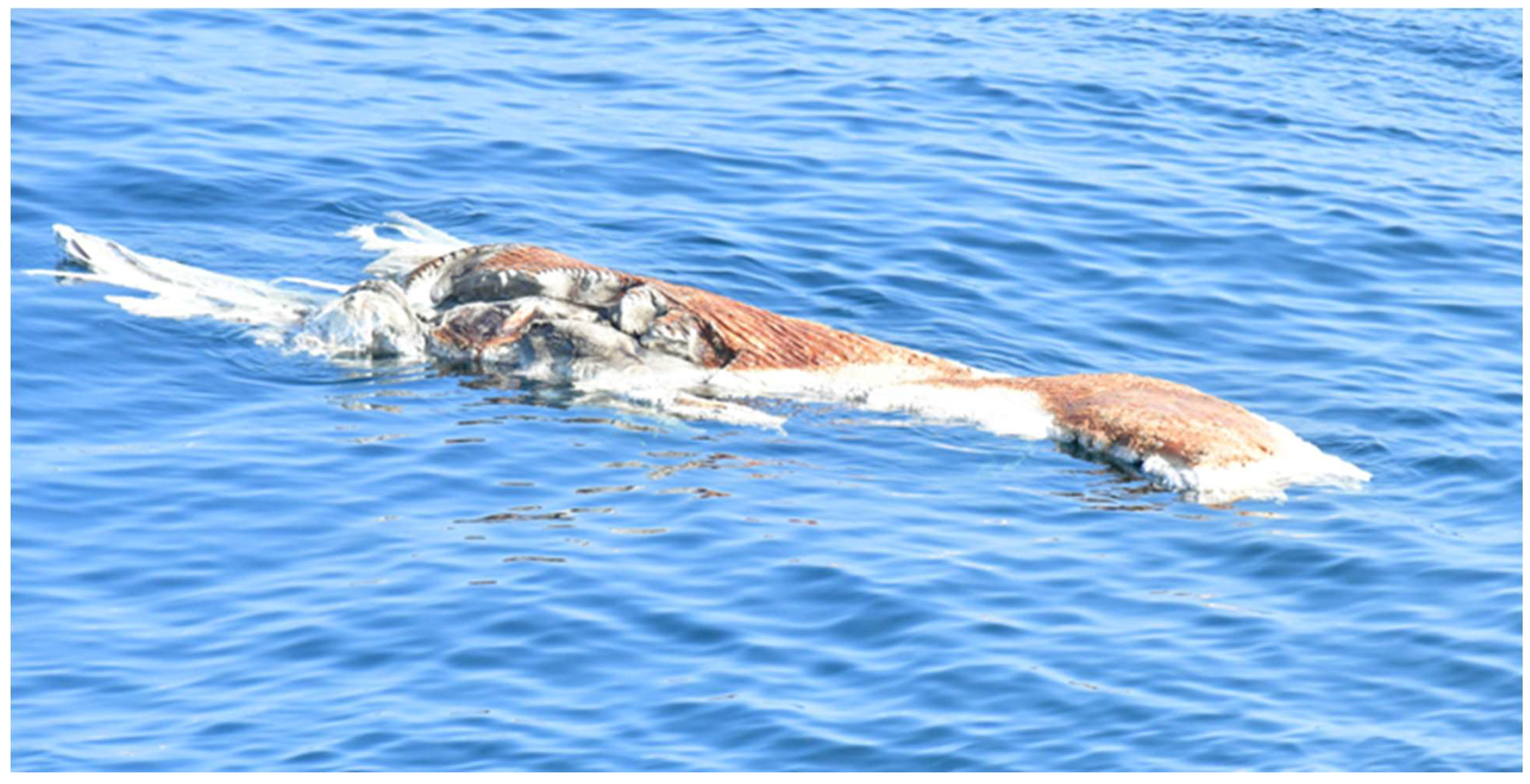 Preprints 144842 g002