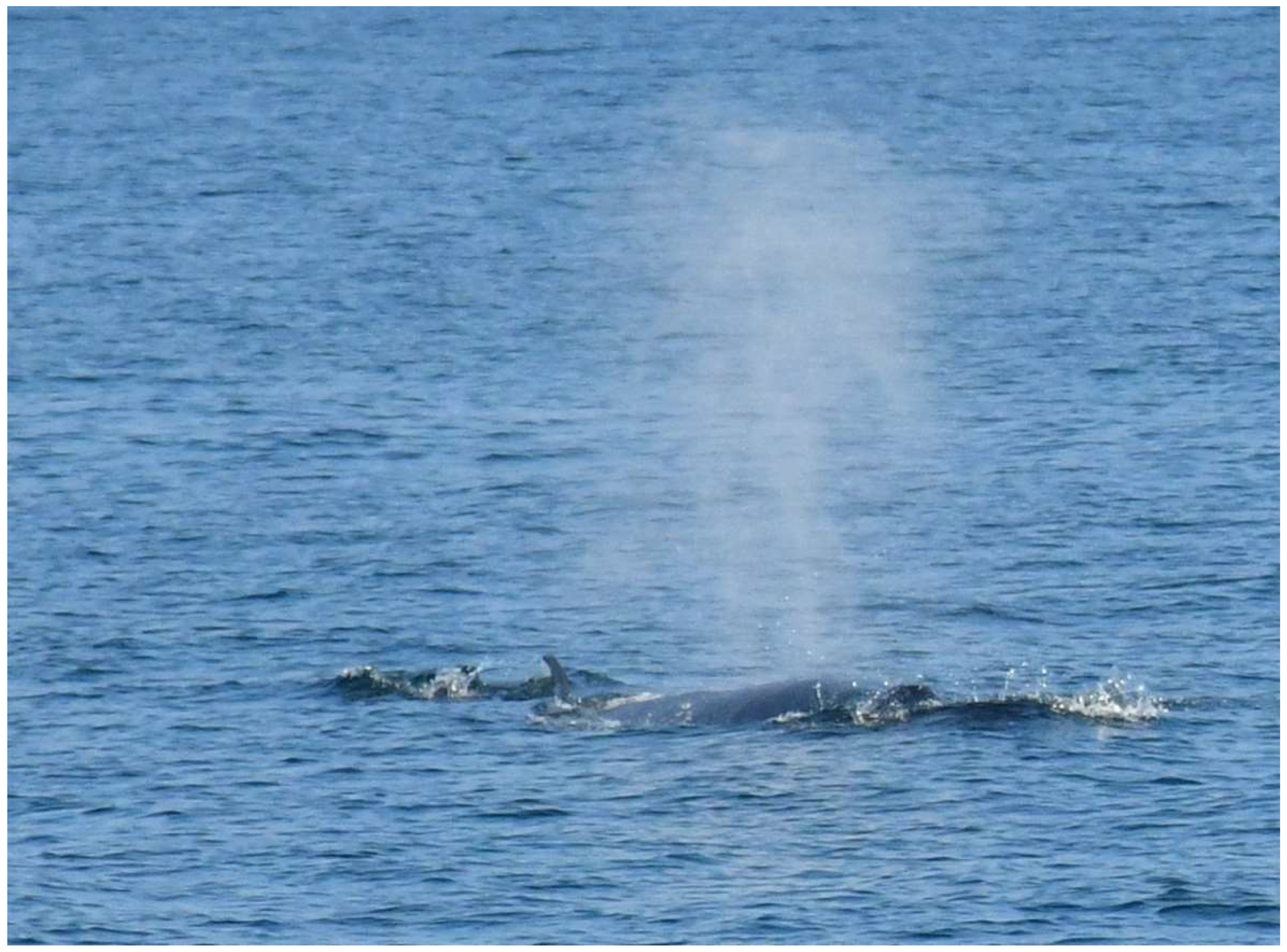 Preprints 144842 g004