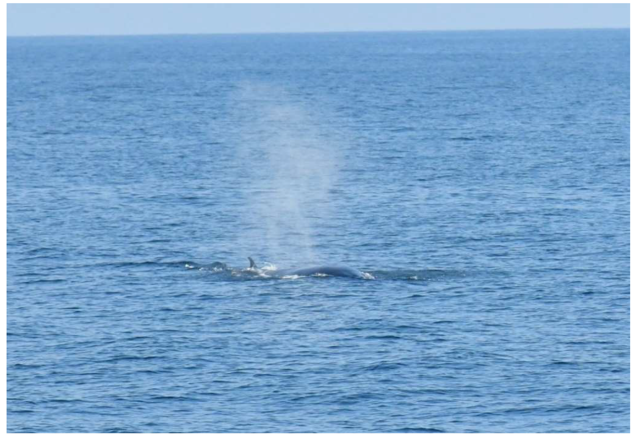 Preprints 144842 g005