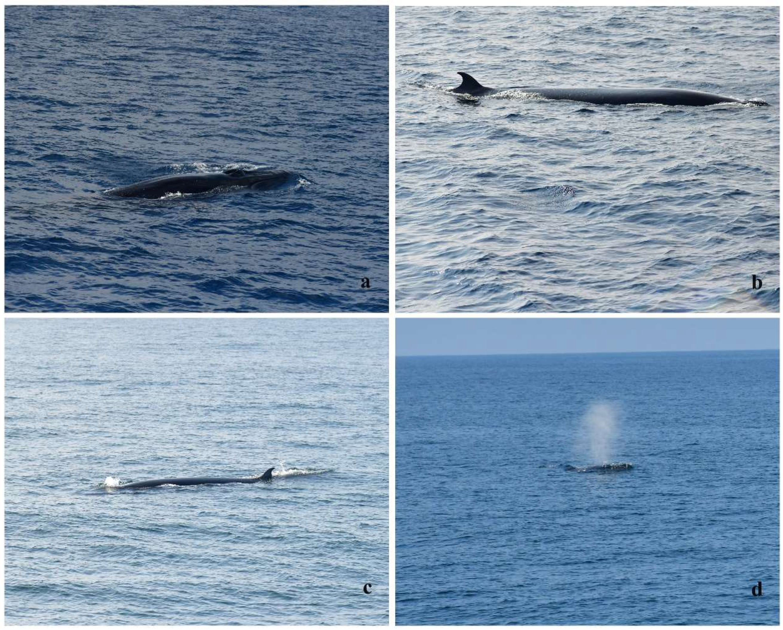 Preprints 144842 g006