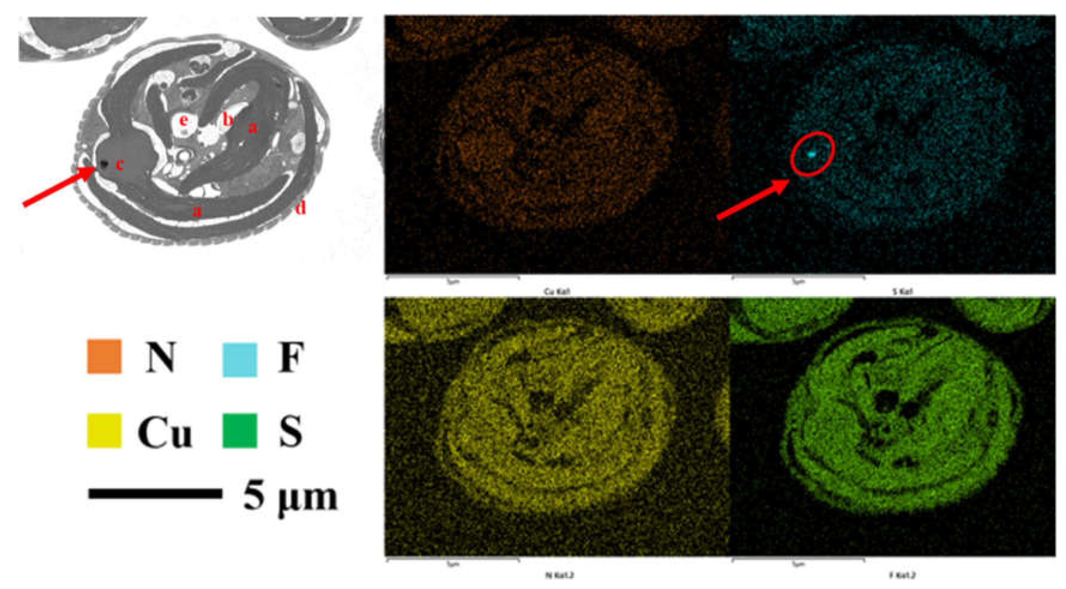 Preprints 209507 g002