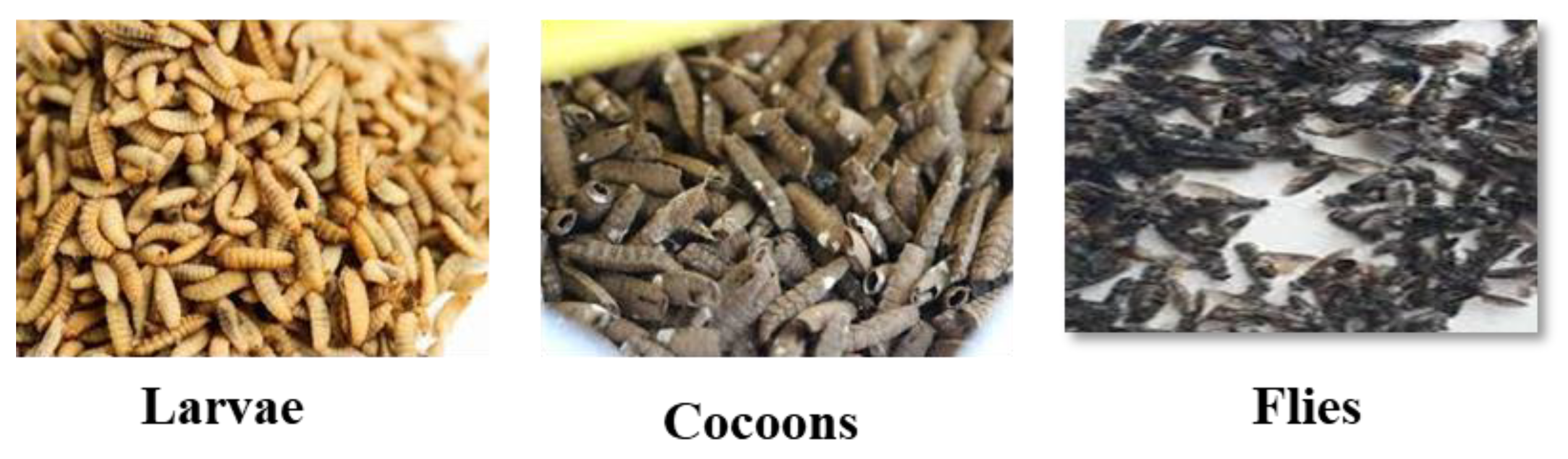 Preprints 189074 g001