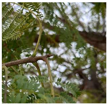 Preprints 147704 i001