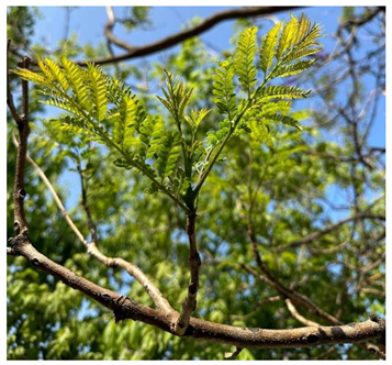 Preprints 147704 i002