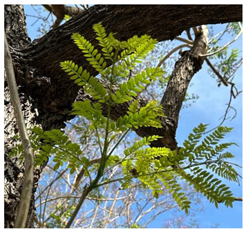 Preprints 147704 i003