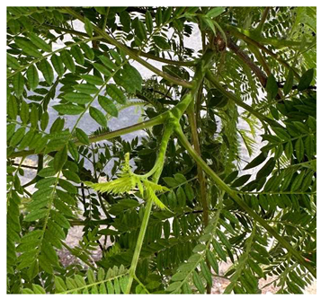 Preprints 147704 i004