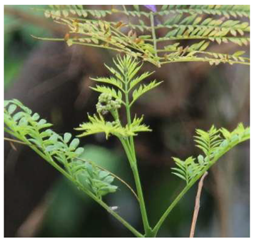 Preprints 147704 i005