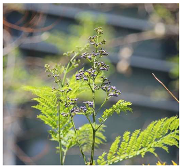 Preprints 147704 i006