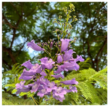 Preprints 147704 i007