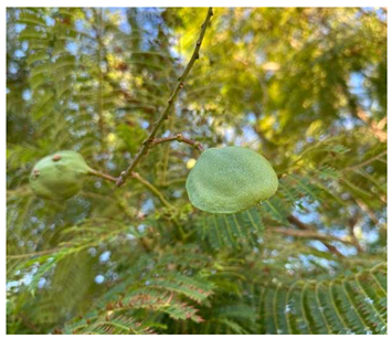 Preprints 147704 i009