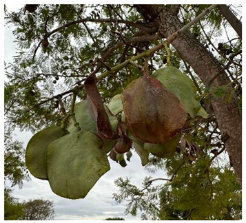 Preprints 147704 i010