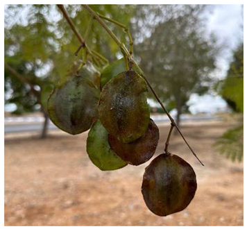 Preprints 147704 i011