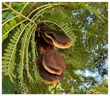 Preprints 147704 i012