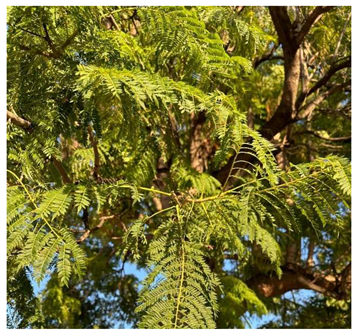 Preprints 147704 i013