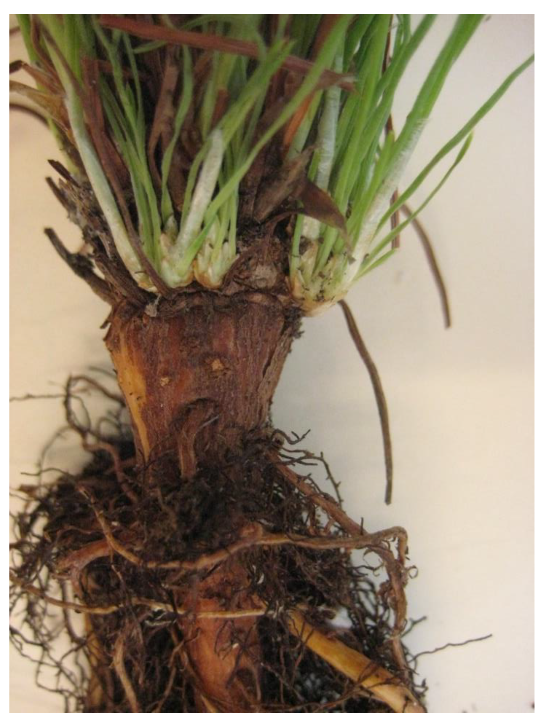 Preprints 68356 g026