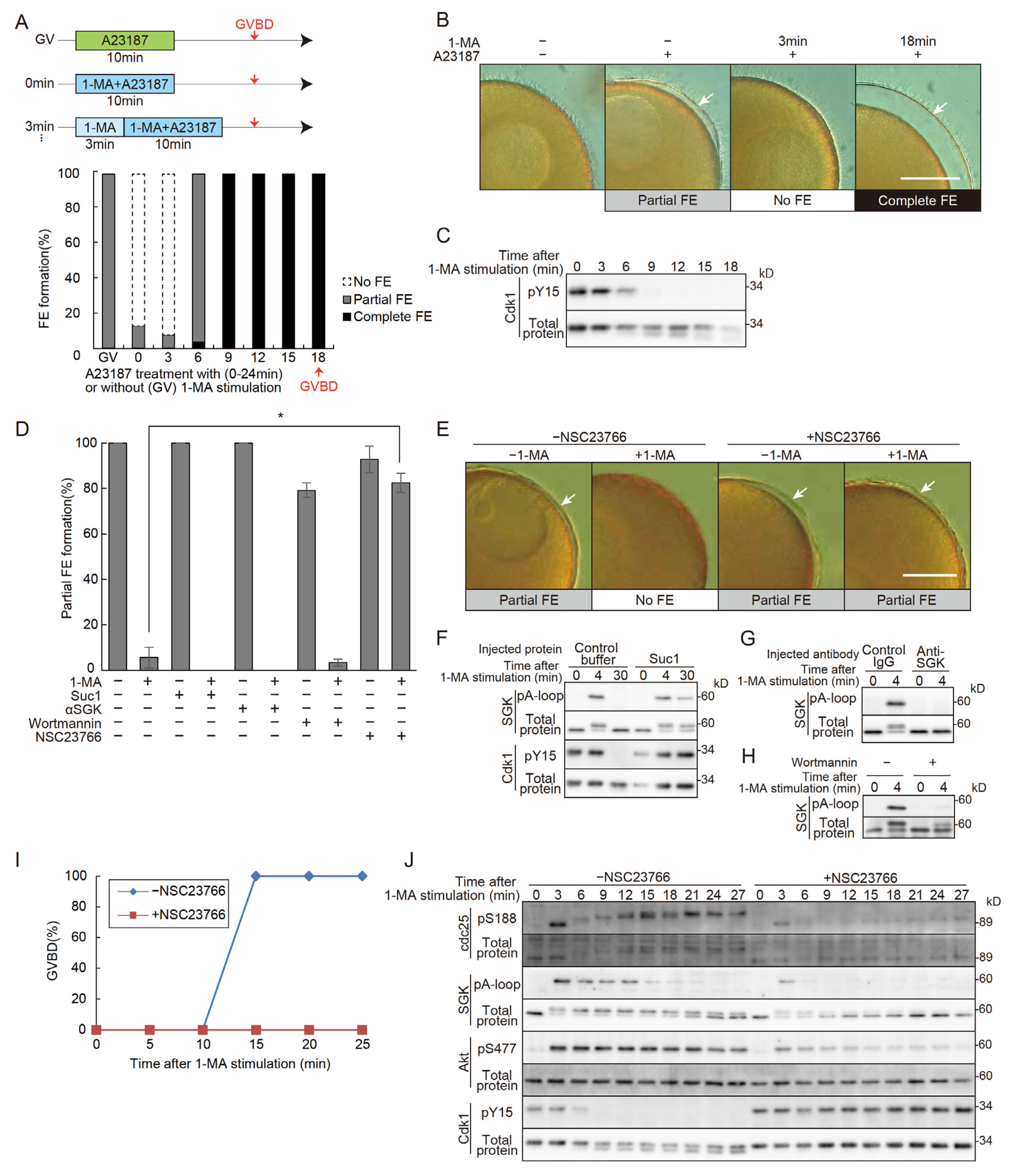 Preprints 145720 g001