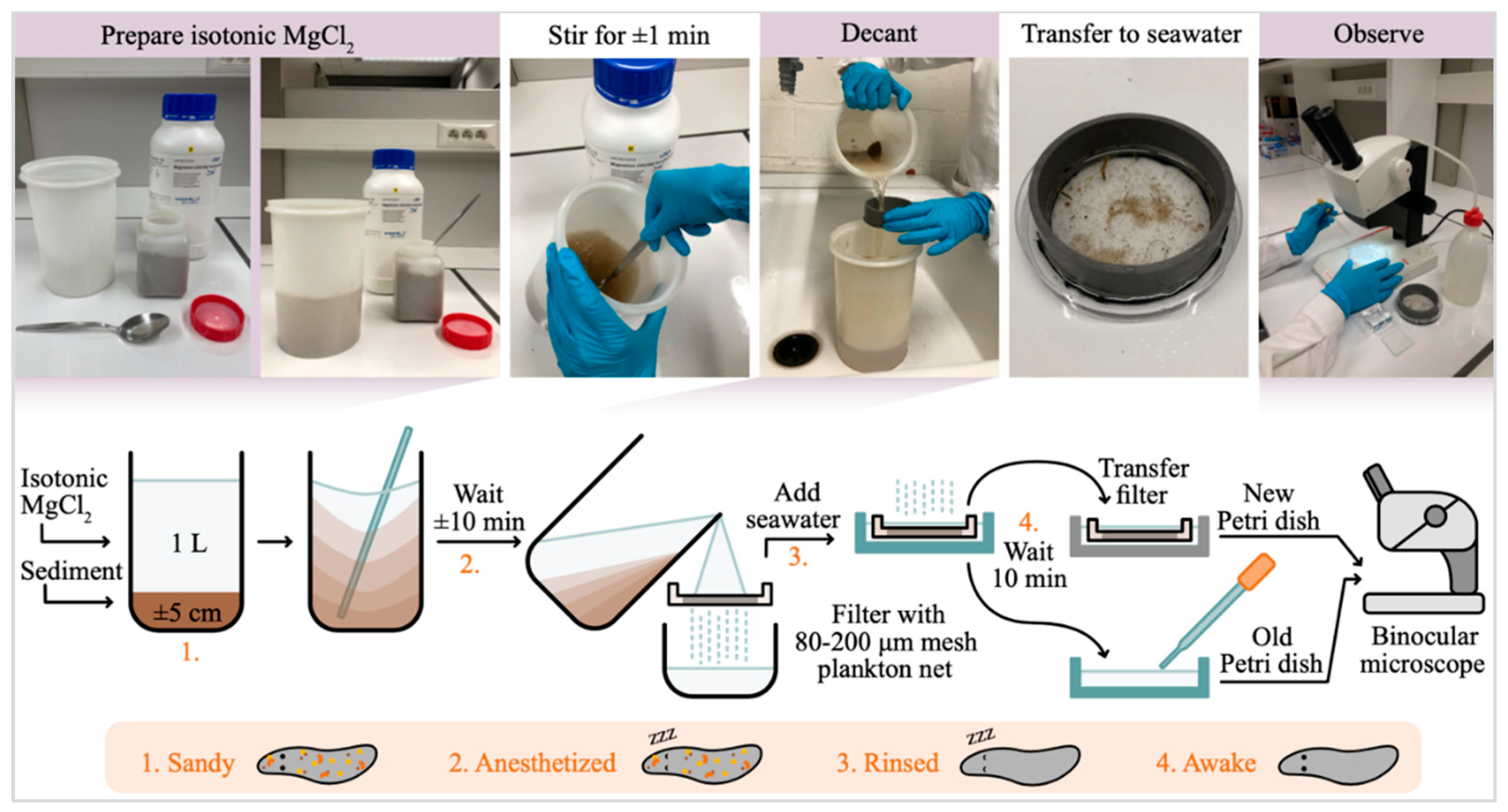 Preprints 144133 g002