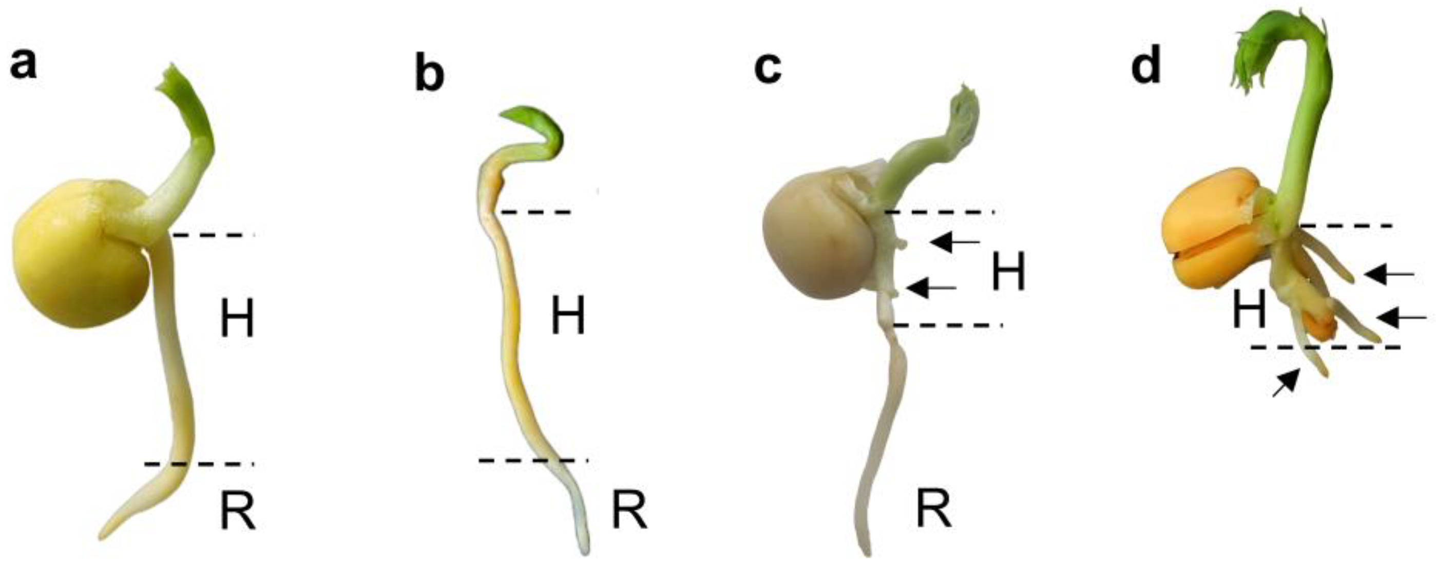 Preprints 185626 g001